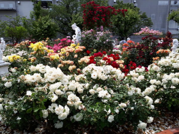 今年も、姫路バラ園にバラの苗を買いに行きました。