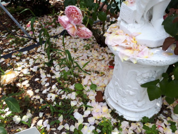 今年も、姫路バラ園にバラの苗を買いに行きました。