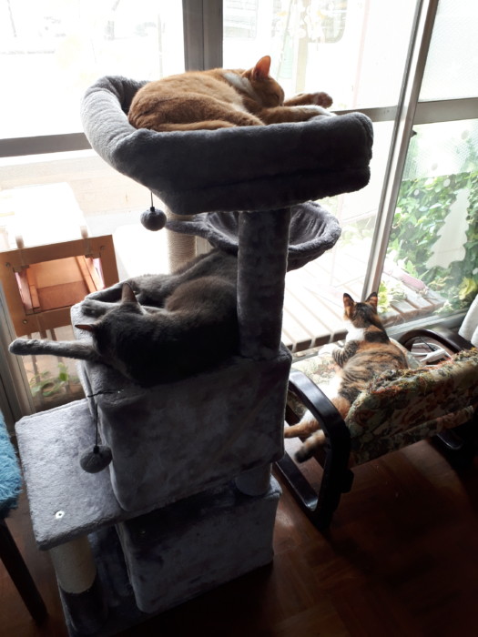 3代目キャットタワー購入。木製　掃除しやすい　毛付着なし