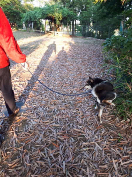 季節の移り変わりを、黒柴犬の大ちゃんと楽しむ散歩。