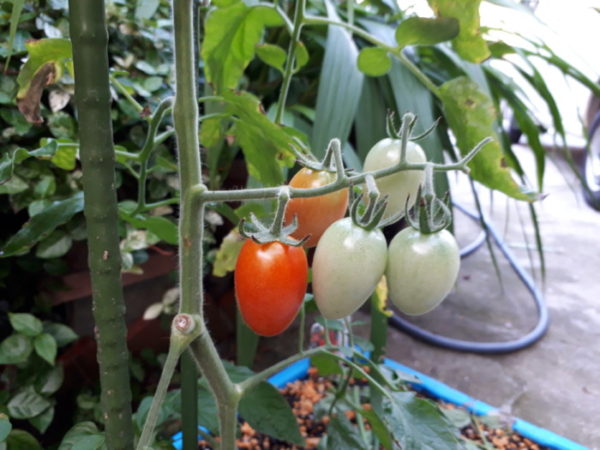 プランター栽培で、今年もお野菜が収穫できそう、オクラ、ミニトマト、インゲンマメ