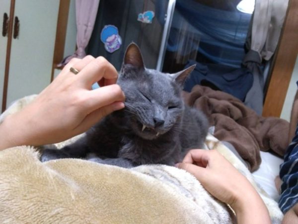 寝転ぶ母ちゃんの、お腹の上で寛ぐ灰色猫ししゃものひげをつんつん