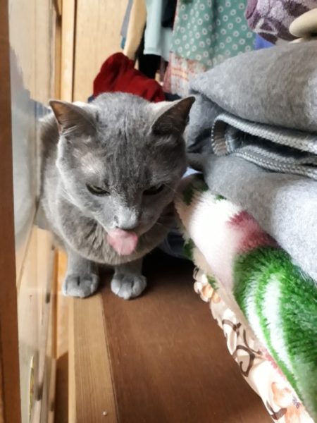 灰色猫ししゃも、全臼歯抜歯と歯石除去の手術受けました。