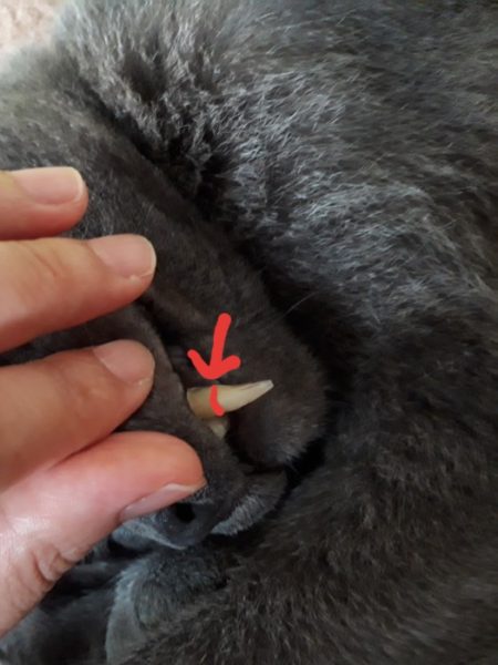 灰色猫ししゃも、全臼歯抜歯と歯石除去の手術受けました。