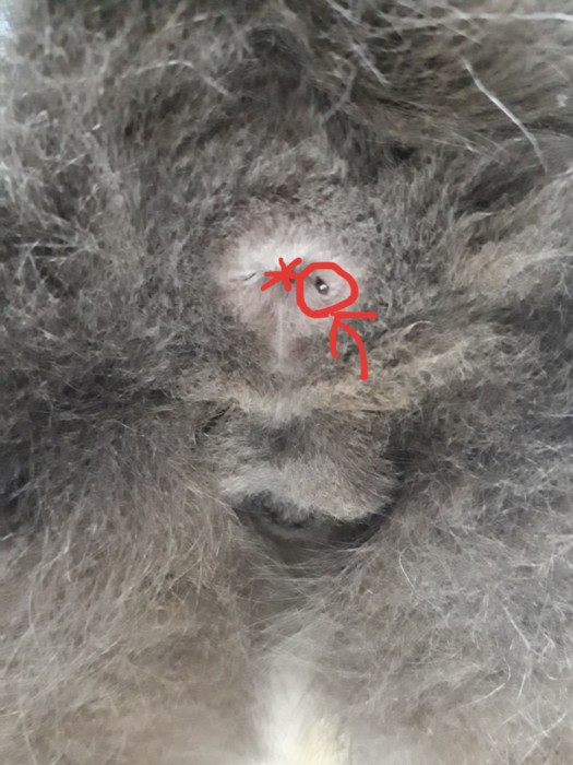 14歳を迎えたサビ猫ちぃたんと、季節の変わり目で猫ズも体調不良、血糖値上昇、肛門嚢炎、お尻舐め壊し、目やに、涙