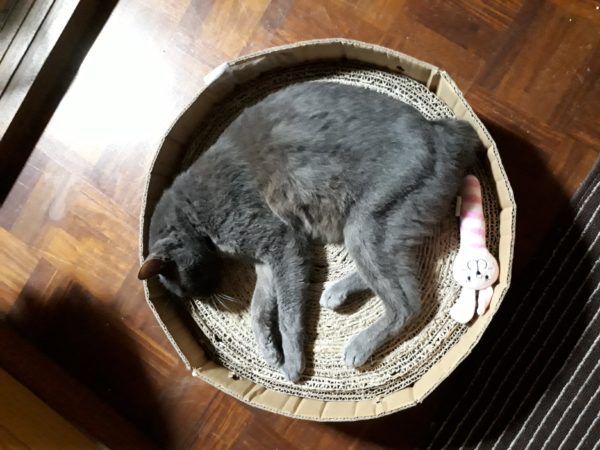 猫エイズ治療8ヶ月経過。体重が戻ってきた灰色猫ししゃも(*ФωФ)b