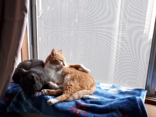 冬が来て、スライムのようにくっつきだす猫型の毛玉たち、窓辺で一緒の灰色猫ししゃもと黄色猫きなこ