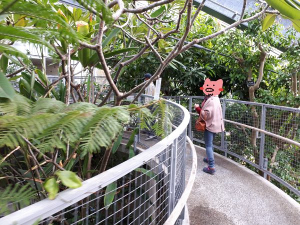 いつもの植物園で、パイナップル収穫体験させてもらったよ