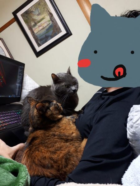 灰色猫ししゃもとサビ猫しめじを乗せてパソコンで作業する旦那