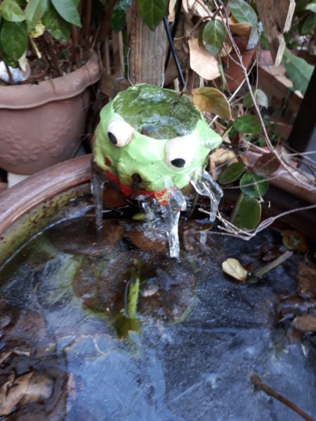寒くて凍る睡蓮鉢とDIYしたカエルの噴水から垂れるつらら