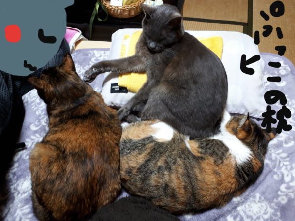 人の枕を占領する多頭猫、灰色、サビ猫、縞三毛猫
