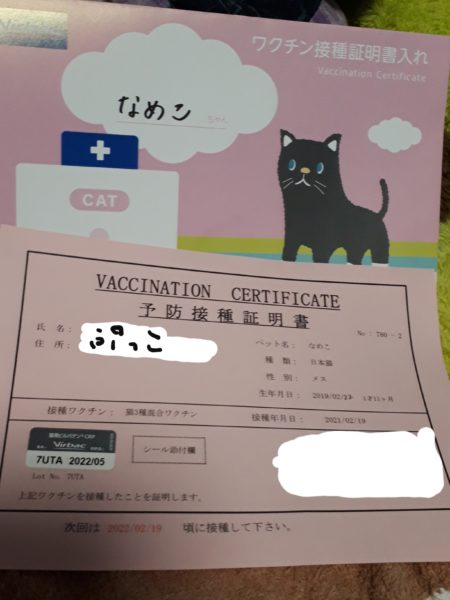 縞三毛猫なめこのワクチン接種にあたり、“ワクチン抗体価検査”を受けてみました。