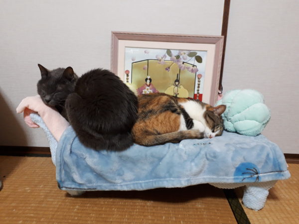 あつもりマーメイドソファに寝る猫たち