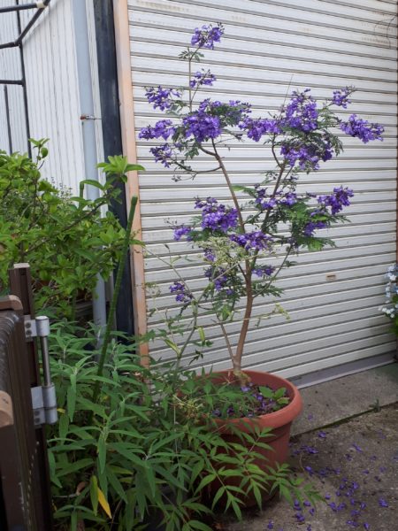 プランター鉢植え栽培のクチナシ、ジャカランダ、紫陽花