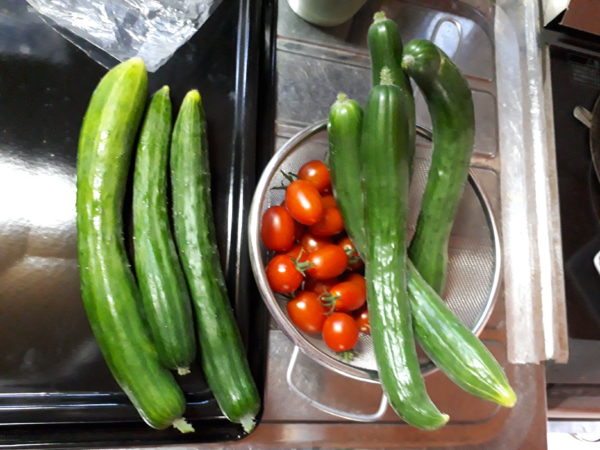 プランター栽培のお野菜、夏の収穫祭、ミニトマト、キュウリ、スイカ、トウモロコシ
