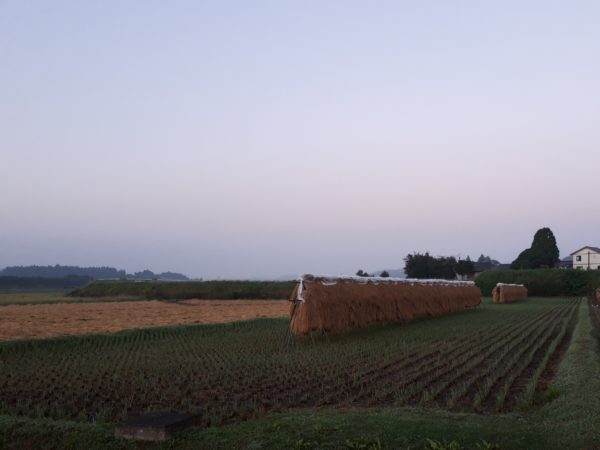 稲刈りのすんだ田舎の田んぼの風景