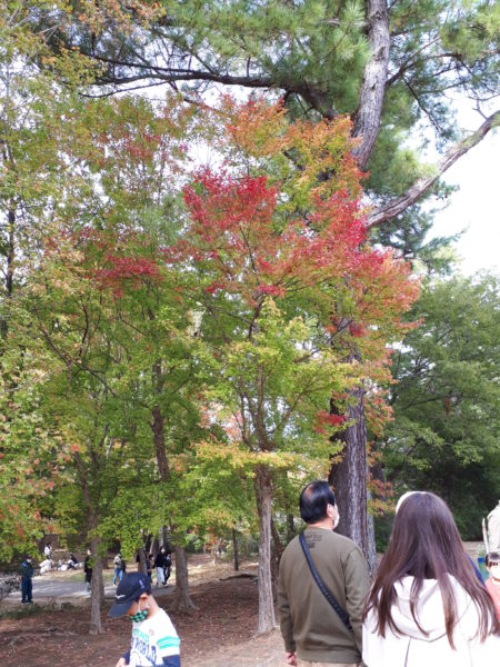 いつもの公園で、紅葉とジャンクフードを味わう秋のお散歩(ФωФ)
