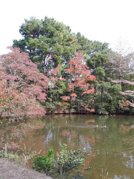 いつもの公園で、紅葉とジャンクフードを味わう秋のお散歩(ФωФ)