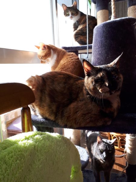 窓辺に揃う４匹の猫たち