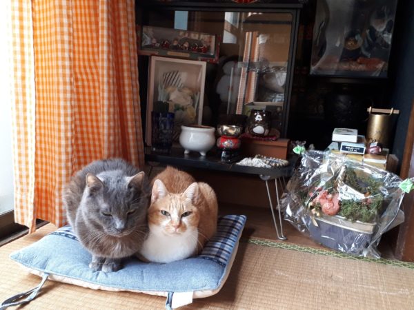 お仏壇前に座る猫たち
