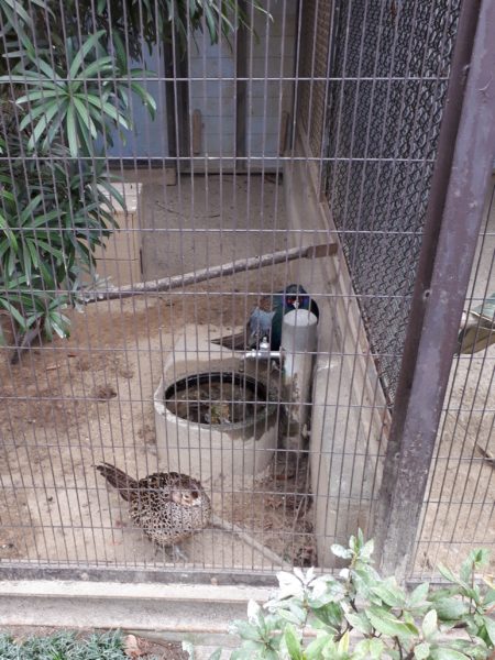 三が日に姫路動物園に行ってきました
