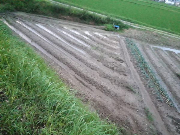 半年前に畑を借りたはいいけど…。水はけ悪いし土も硬く悪条件過ぎて何もやってないけど対策しつつ野菜作りたい記録