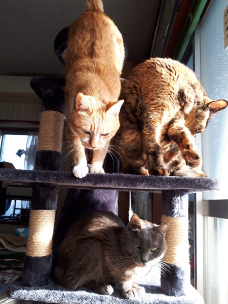 11歳シニアになった女帝黄色猫きなこ　窓辺のキャットタワーに集まる猫たち