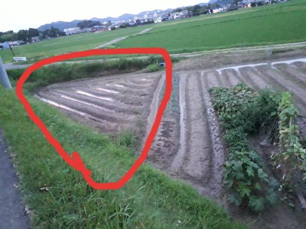 半年前に畑を借りたはいいけど…。水はけ悪いし土も硬く悪条件過ぎて何もやってないけど対策しつつ野菜作りたい記録