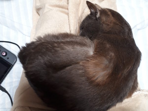 猫エイズ治療、1年2ヶ月経過。最近、急に歳を取ったと感じる灰色猫ししゃも。