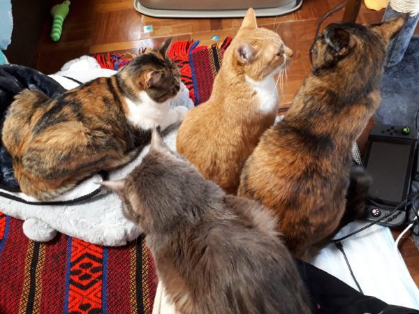 ファンヒーター前に集まる4ひきの猫たち