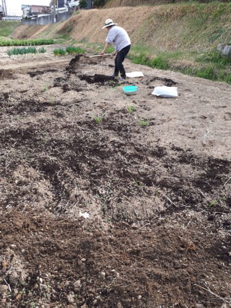 家庭菜園　畑に堆肥を撒いたり野良仕事