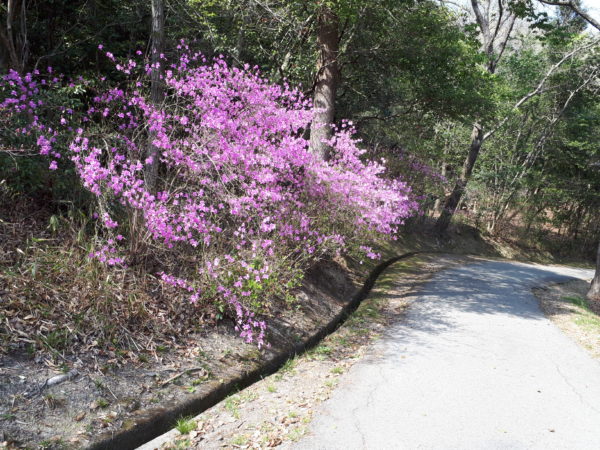 桜のお花見に行ったらヤマツツジもキレイに咲いてた