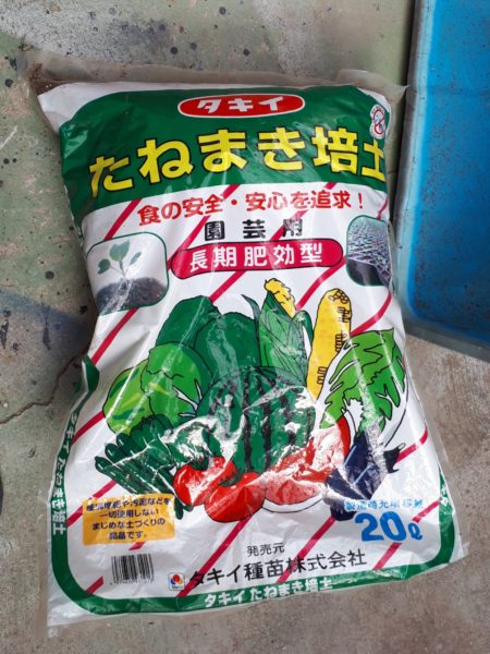 小松菜などの菜っ葉の種まきとインゲンマメの苗作り