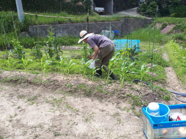 畑の準備と苗の植え付け【家庭菜園なのでテキトー品質】ナス、トマト、キュウリなど