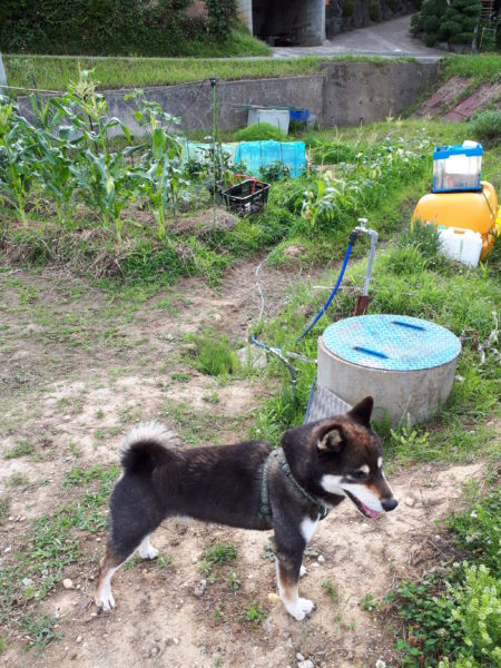田舎の家庭菜園と黒柴犬