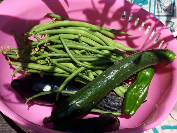 家庭菜園、適当、野菜の収穫、採れたての夏野菜を簡単料理