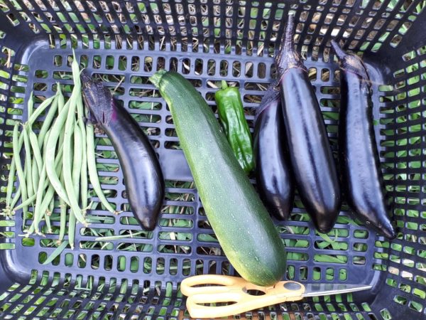 家庭菜園、適当、野菜の収穫、採れたての夏野菜を簡単料理