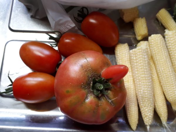家庭菜園の敵(*ﾟДﾟ*)野生動物による食害。トマト、スイカ