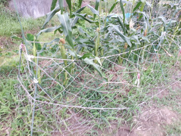 家庭菜園トウモロコシ、カラスの被害に合うので早めに収穫