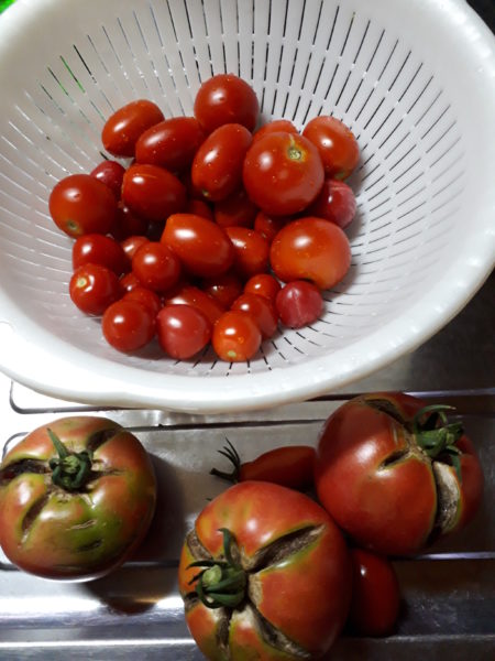 暑いけど、夏野菜をしっかり食べて夏バテ予防、トマト、ナス、キュウリ、ツルムラサキ、ピーマン、ズッキーニ、家庭菜園