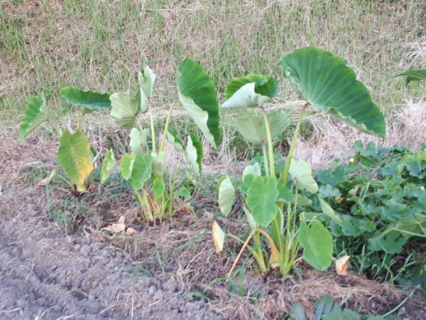 家庭菜園・冬瓜と里芋の収穫