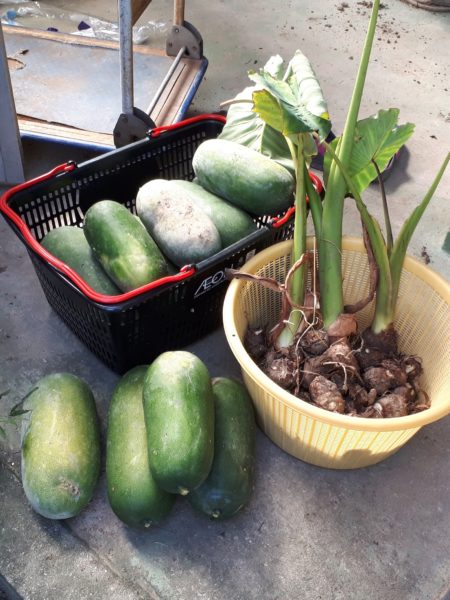 家庭菜園・冬瓜と里芋の収穫