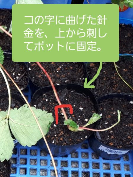 南九州から連れてきたイチゴの株分け～定植　家庭菜園