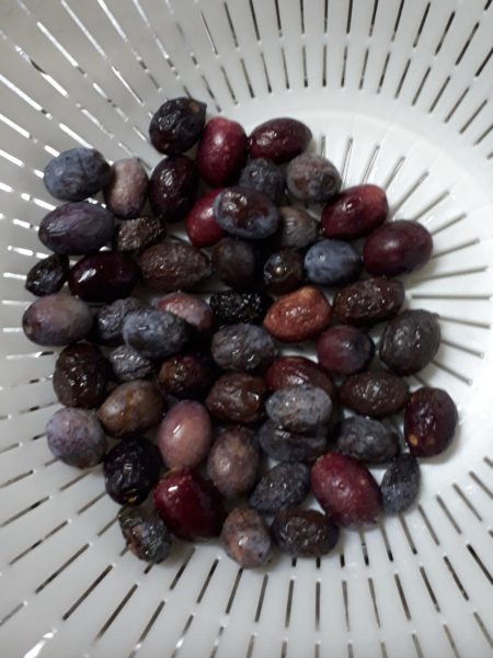 鉢植えのオリーブの実が採れたので、塩漬けにしてみた。