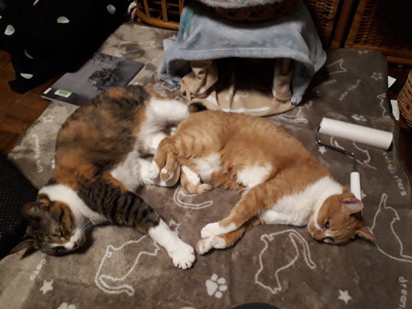 自作のサンルームで暖かく過ごす冬の猫たち