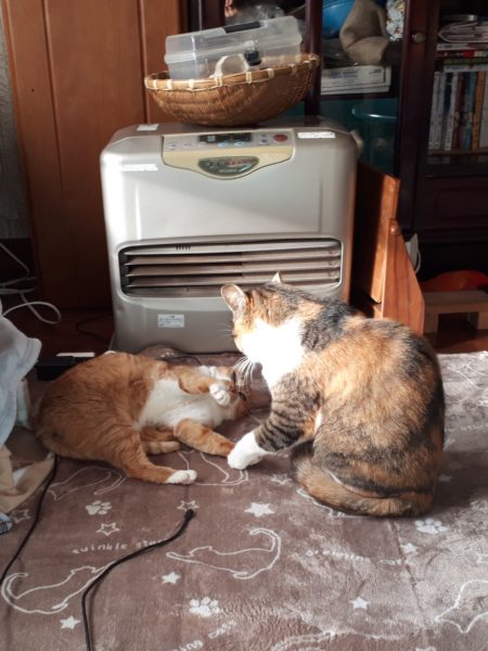 自作のサンルームで暖かく過ごす冬の猫たち