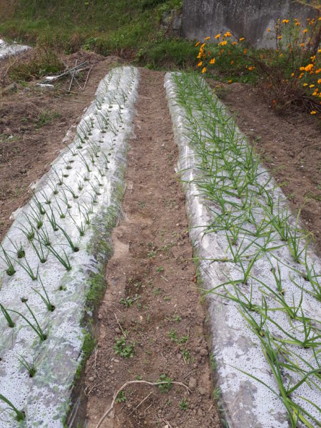 家庭菜園　タマネギ、ニンニク、苗から適当に栽培収穫