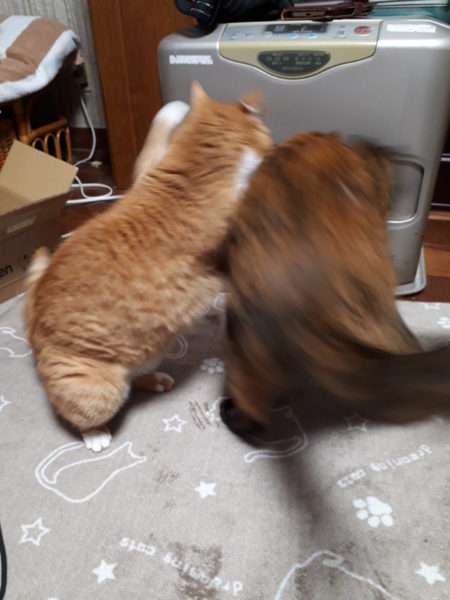 猫の喧嘩の決定的瞬間