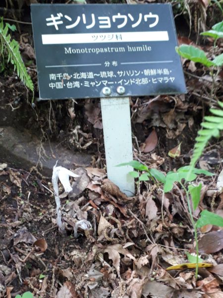 初夏の六甲高山植物園へ行ってきた。ヒマラヤの青いケシ