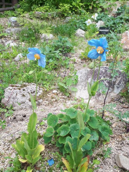 初夏の六甲高山植物園へ行ってきた。ヒマラヤの青いケシ